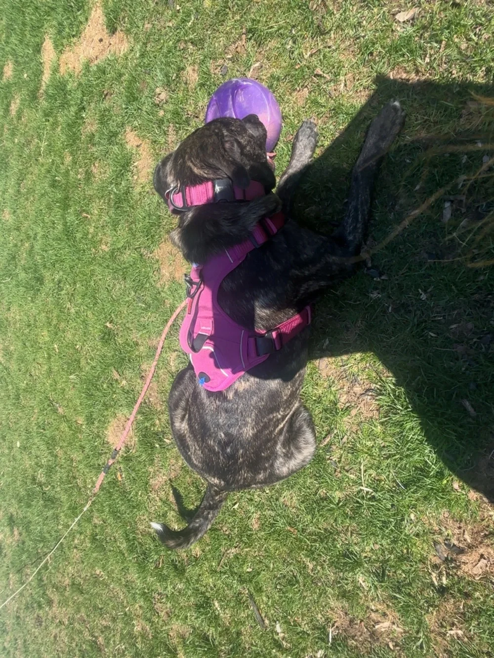 Kong Pink Reflective Padded Dog Harness with Back D-Ring